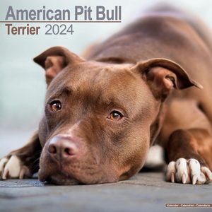 American Pit Bull Terrier 2024 Calendar
