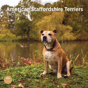 American Staffordshire Terriers 2024 Calendar