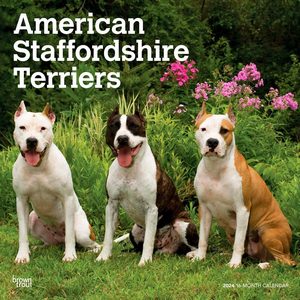 American Staffordshire Terriers 2024 Calendar
