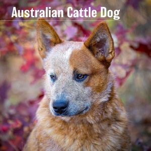 Australian Cattle Dog 2024 Calendar