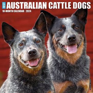  Australian Cattle Dogs 2024 Calendar 
