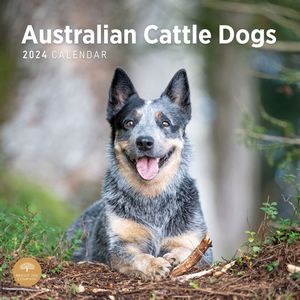Australian Cattle Dog 2024 Calendar | Dog-Calendars.com