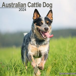 Australian Cattle Dog 2024 Calendar