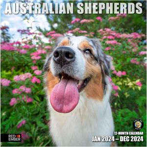 Australian Shepherds 2024 Calendar