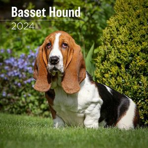 Basset Hound 2024 Wall Calendar