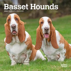 Basset Hounds 2024 Calendar