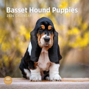 Basset Hound Puppies 2024 Calendar