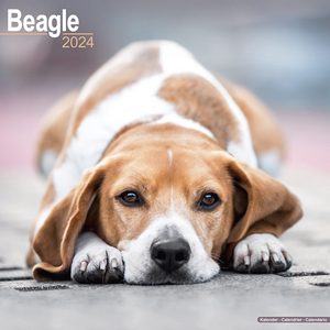 Beagle 2024 Calendar