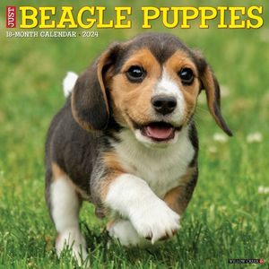 Beagle Puppies 2024 Calendar