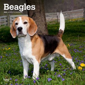 Beagles 2024 Calendar