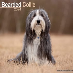Bearded Collie 2024 Calendar
