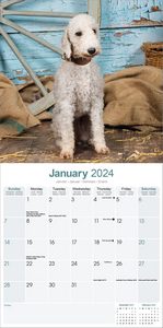 Bedlington Terrier 2024 Calendar