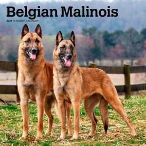 Belgian Malinois 2024 Calendar