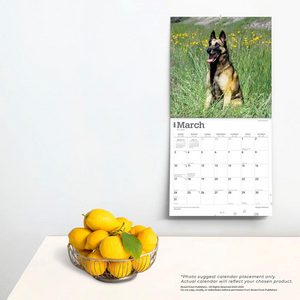 Belgian Malinois 2024 Calendar
