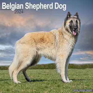 Belgian Shepherd 2024 Calendar