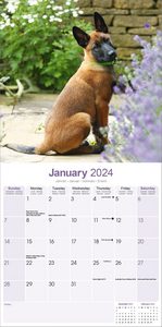 Belgian Shepherd 2024 Calendar