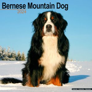 Bernese Mountain Dog 2024 Calendar