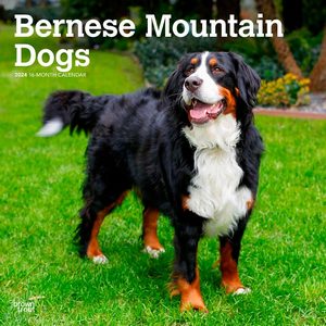 Bernese Mountain Dogs 2024 Calendar
