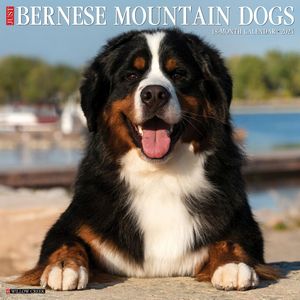 Bernese Mountain Dogs 2024 Calendar