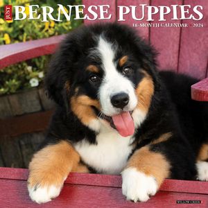 Bernese Puppies 2024 Calendar