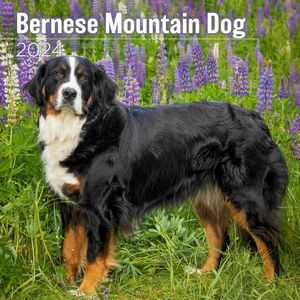 Bernese Mountain Dog 2024 Wall Calendar