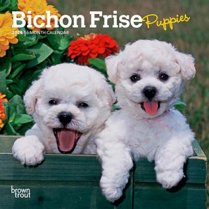 Bichon Frise Puppies 2024 Calendar