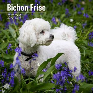 Bichon Frise 2024 Calendar