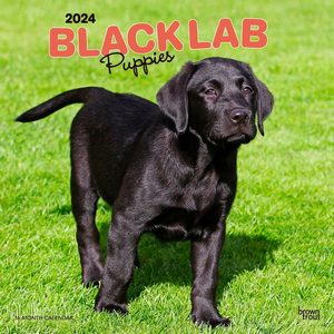 Black Lab Puppies 2024 Calendar