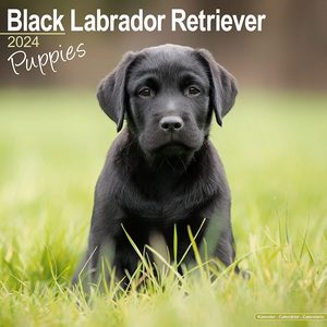 Black Labrador Retriever Puppies 2024 Calendar