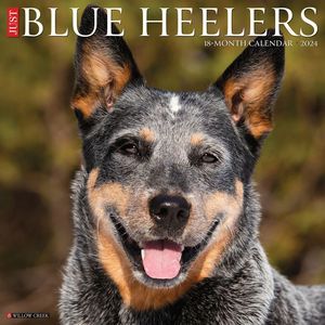 Blue Heelers 2024 Calendar