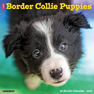 Border Collie Puppies 2024 Calendar | Dog-Calendars.com
