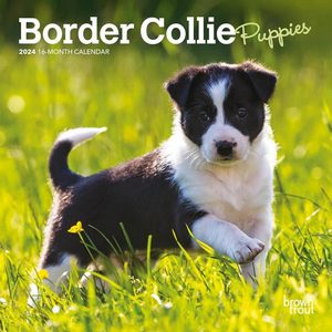 Border Collie Puppies 2024 Calendar