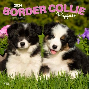 Border Collie Puppies 2024 Calendar
