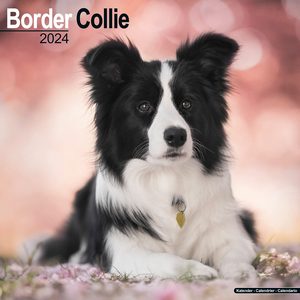 Border Collies 2024 Calendar