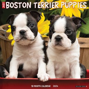 Boston Terrier Puppies 2024 Calendar