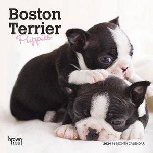 Boston Terrier Puppies 2024 Calendar