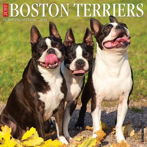 Boston Terriers 2024 Calendar