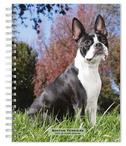 Boston Terriers 2024 Calendar