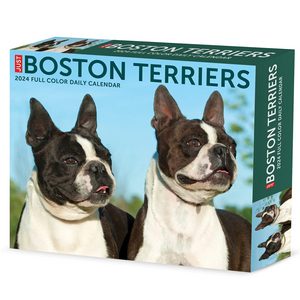 Boston Terrier 2024 Box Calendar