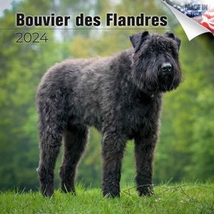 Bouvier des Flandres 2024 Calendar