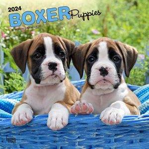 Boxer Puppies 2024 Calendar