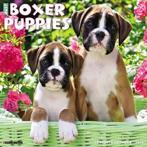 Boxer Puppies 2024 Calendar