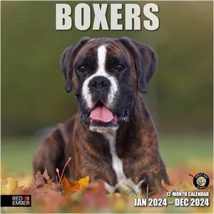 Boxers 2024 Calendar