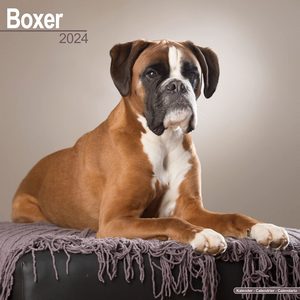 Boxer 2024 Calendar
