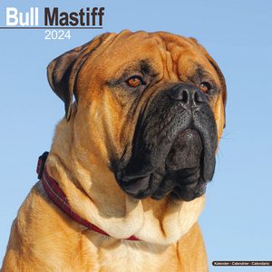 Bull Mastiff 2024 Calendar