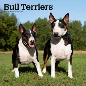 Bull Terriers 2024 Calendar