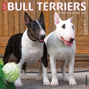 Bull Terriers 2024 Calendar