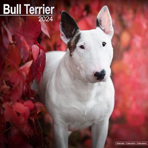Bull Terrier 2024 Calendar