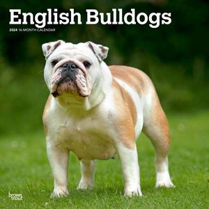 English Bulldogs 2024 Calendar
