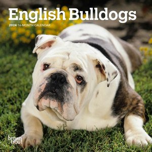 English Bulldogs 2024 Calendar